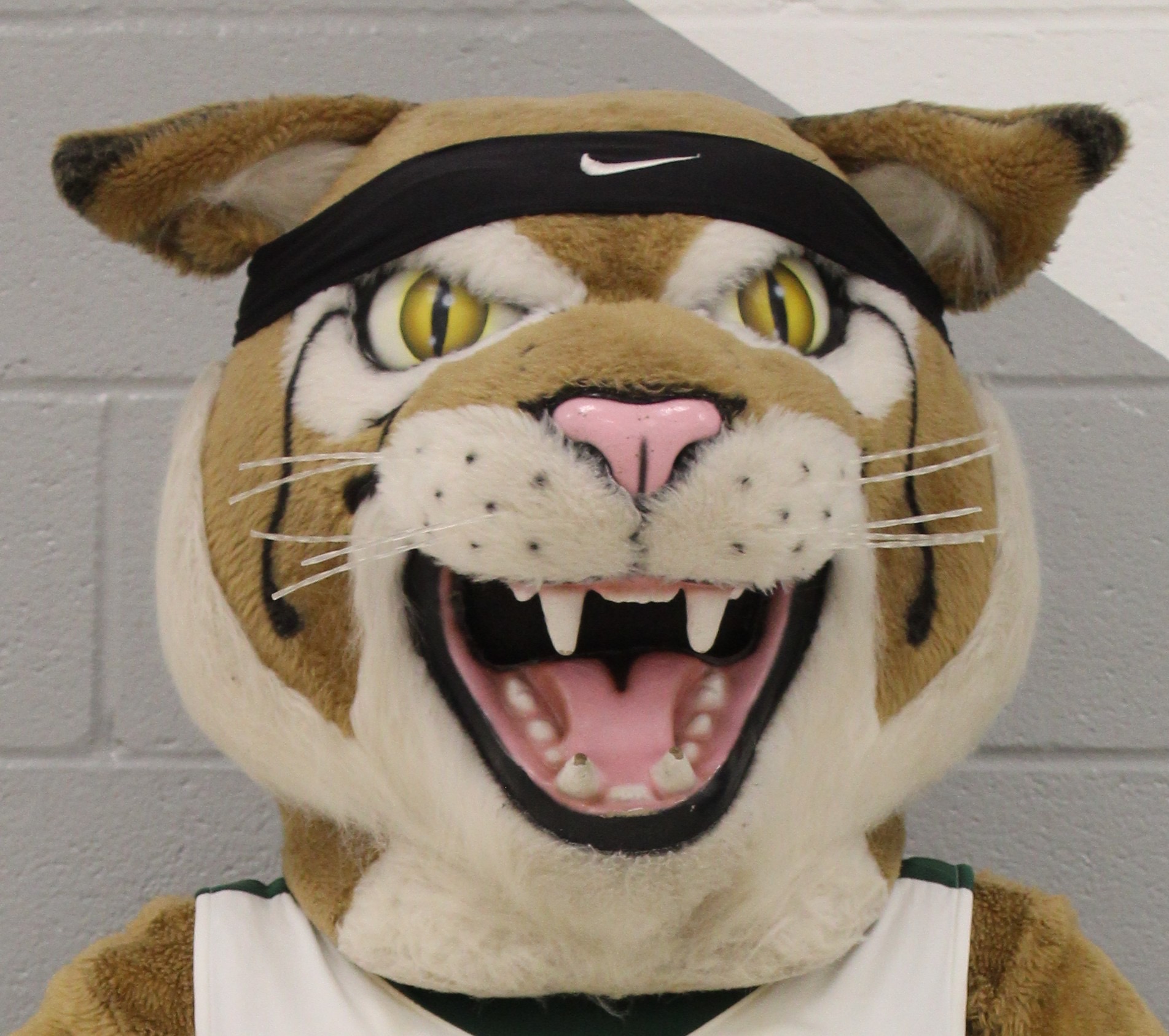 Close-up of Bobby Bobcat wearing a black headband.
